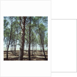 Coniferous Forest by Anonymous