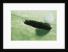 Golf Ball on the Edge of the Hole by Anonymous