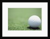 Golf Ball Sitting on the Green by Anonymous