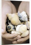 Hands Holding Seashells by Anonymous