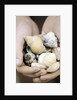 Hands Holding Seashells by Anonymous
