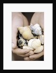 Hands Holding Seashells by Anonymous