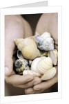 Hands Holding Seashells by Anonymous