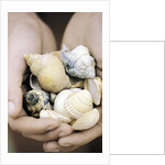 Hands Holding Seashells by Anonymous