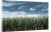 Field of Corn Plants by Anonymous