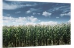 Field of Corn Plants by Anonymous