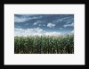 Field of Corn Plants by Anonymous