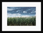 Field of Corn Plants by Anonymous