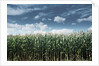 Field of Corn Plants by Anonymous