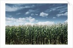 Field of Corn Plants by Anonymous