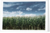 Field of Corn Plants by Anonymous