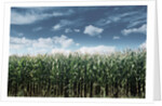 Field of Corn Plants by Anonymous