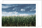 Field of Corn Plants by Anonymous
