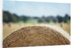 Top of Bale of Hay by Anonymous
