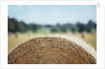Top of Bale of Hay by Anonymous
