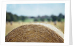 Top of Bale of Hay by Anonymous