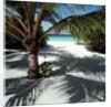 Palm Tree on Sandy Beach by Anonymous