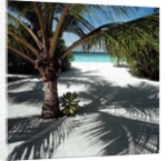 Palm Tree on Sandy Beach by Anonymous