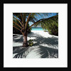 Palm Tree on Sandy Beach by Anonymous