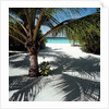 Palm Tree on Sandy Beach by Anonymous