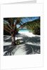 Palm Tree on Sandy Beach by Anonymous