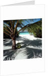 Palm Tree on Sandy Beach by Anonymous
