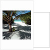 Palm Tree on Sandy Beach by Anonymous