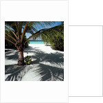 Palm Tree on Sandy Beach by Anonymous