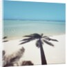 Shadow of Palm Tree on a Beach by Anonymous