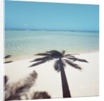 Shadow of Palm Tree on a Beach by Anonymous