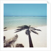Shadow of Palm Tree on a Beach by Anonymous