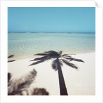 Shadow of Palm Tree on a Beach by Anonymous