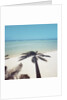 Shadow of Palm Tree on a Beach by Anonymous