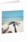 Shadow of Palm Tree on a Beach by Anonymous