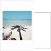 Shadow of Palm Tree on a Beach by Anonymous
