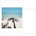 Shadow of Palm Tree on a Beach by Anonymous
