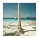 Hammocks Tied to a Palm Tree by Anonymous