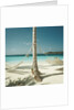 Hammocks Tied to a Palm Tree by Anonymous