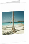 Hammocks Tied to a Palm Tree by Anonymous