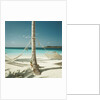 Hammocks Tied to a Palm Tree by Anonymous