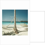 Hammocks Tied to a Palm Tree by Anonymous