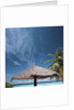 Cabana and Palm Trees by Anonymous