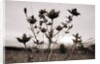 Thistle by Anonymous