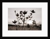 Thistle by Anonymous