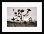 Thistle by Anonymous