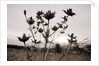 Thistle by Anonymous