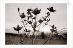 Thistle by Anonymous