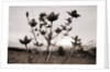 Thistle by Anonymous