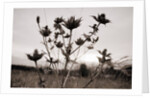 Thistle by Anonymous
