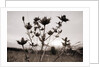 Thistle by Anonymous